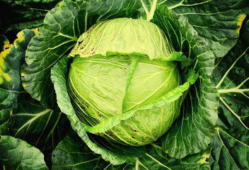 Obraz premium Big cabbage in the garden at Phu Tub Berk, Petchaboon, Thailand 