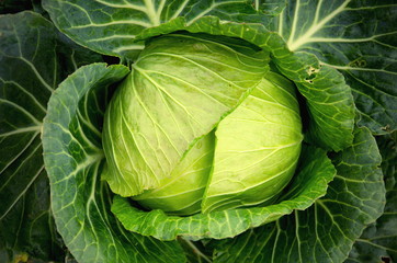 Fototapeta premium Big cabbage in the garden at Phu Tub Berk, Petchaboon, Thailand 
