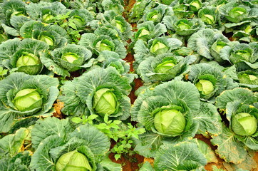 Big cabbage in the garden at Phu Tub Berk, Petchaboon, Thailand 