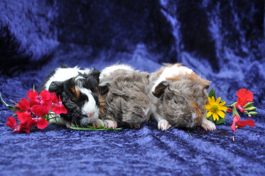 Cochon D Inde Images Browse 102 Stock Photos Vectors And Video Adobe Stock