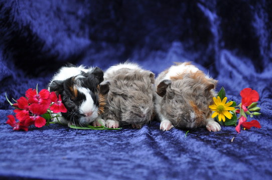 Cochon D Inde Images Browse 102 Stock Photos Vectors And Video Adobe Stock