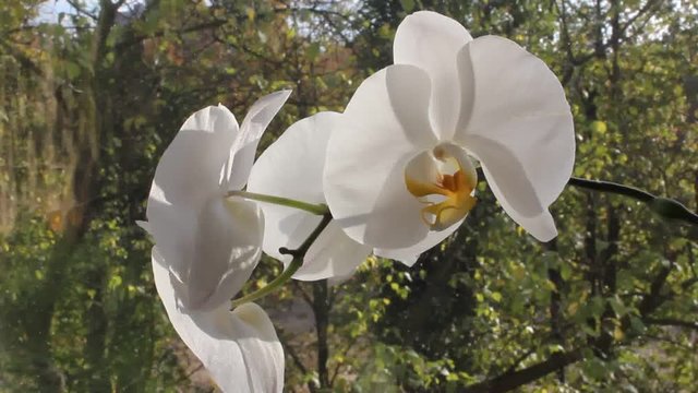 White Orchid on a background window.