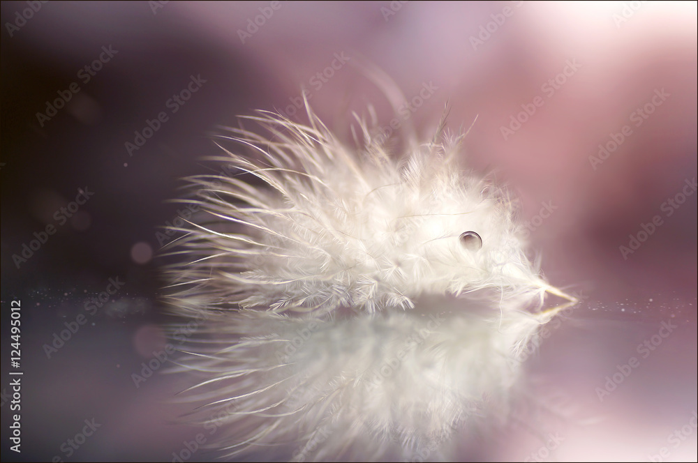 Aufkleber beautiful white fluffy feather with drops of water in the image of hedgehog on a mirror with reflect