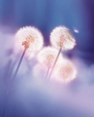 Dandelions in the morning sun on a blue background. Seeds of dandelion wind blows. - obrazy, fototapety, plakaty