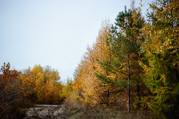 Beautiful forest in autumn