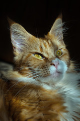 Fototapeta premium Red Maine Coon cat