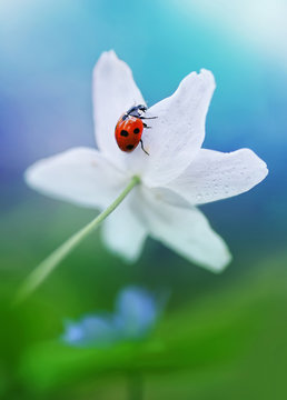 Ladybug on white spring flower close-up. Macro. Congratulation. Card.