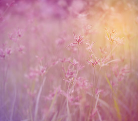 Obraz premium flower