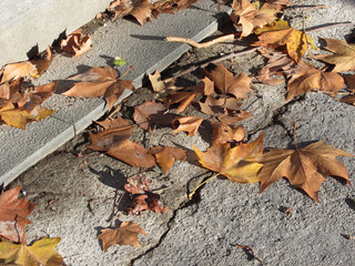 Dead leaves lying on the ground in the fall