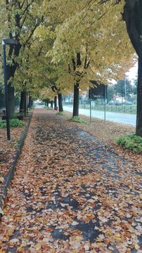 Giornata Autunnale