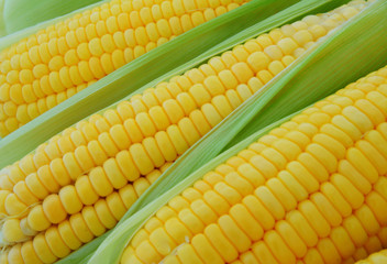 Corn background