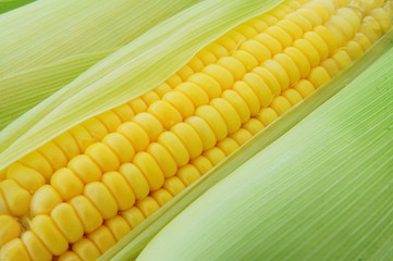 Corn background