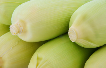 Corn ears background