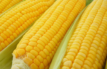 Corn ears