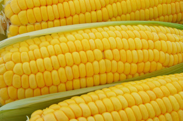 Corn ears
