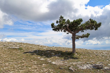 Fototapeta na wymiar Lonely tree growing on top of the rock. Mount Ai-Petri, Crimea, Russia.