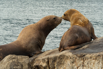 Obraz premium Courtship games of sea lions at the rookery in the Bay of Russian, the Pacific Ocean. Kamchatka, Russia.