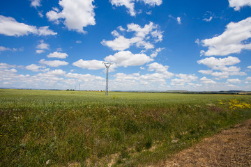 Fototapeta premium Summer Landscape with Wheat Field and Clouds / Spain / Europe