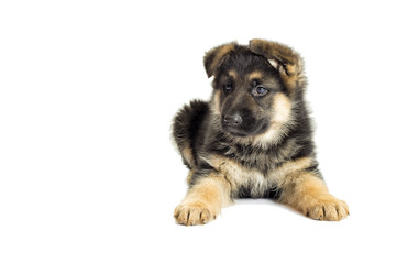 small German Shepherd puppy looking