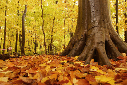 Fototapeta Quebec autumn