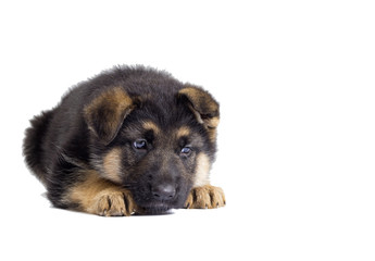 small German Shepherd puppy looking