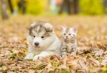 Naklejka na ściany i meble Alaskan malamute puppy and scottish kitten lying together in autumn park