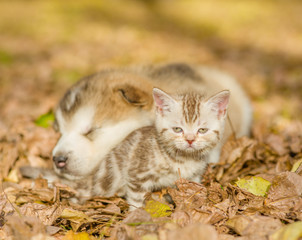 Naklejka na ściany i meble Alaskan malamute puppy sleep with tabby kitten on the autumn foliage