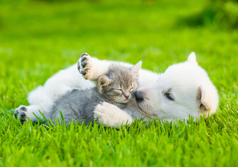 White Swiss Shepherd`s puppy playing with tiny kitten on green grass - Powered by Adobe