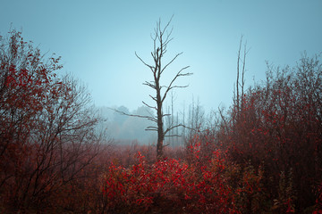 Jesienny klimat © Mariusz Stoszewski