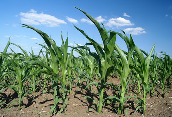 This corn field is vivid green in the summer sun