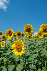 Obraz premium sunflower field and cloudy sky