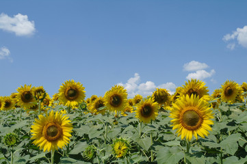 Obraz premium sunflower field and cloudy sky