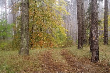 autumn forest with misty morning