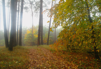 Obraz premium autumn forest with misty morning
