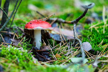 Grzyby blaszkowe, trujące