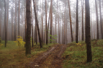 autumn forest with misty morning