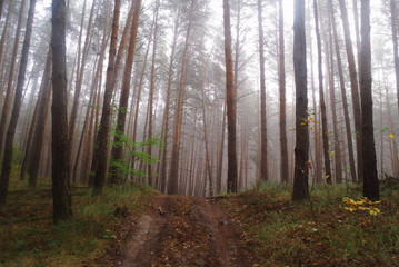 Obraz premium autumn forest with misty morning