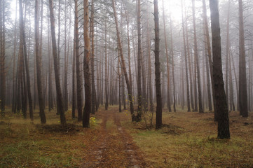 Pines in the forest with misty morning
