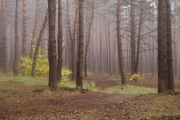 Pines in the forest with misty morning
