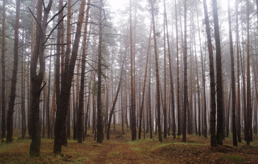 Pines in the forest with misty morning