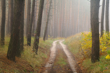 country road in autumn in the mist