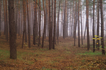 Fototapeta premium Pines in the forest with misty morning