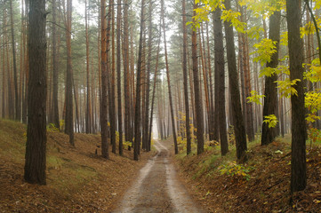country road in autumn in the mist