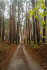 Obraz premium country road in autumn in the mist
