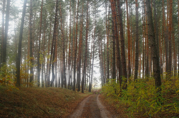 country road in autumn in the mist