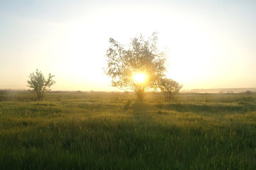Fototapeta na wymiar One tree on a meadow at dawn