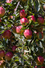 Red apple on tree branch . Himalayas, Nepal