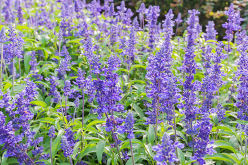 Obraz premium Closeup image of violet lavender flowers in the field in park.