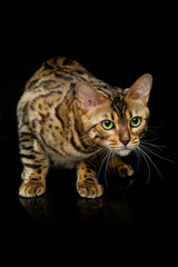 Beautiful bengal cat