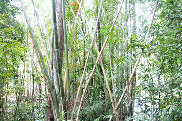 Naklejka premium colorful of big tree,treetop view of tree,sky and treetop,copy space ,big tree from natural.